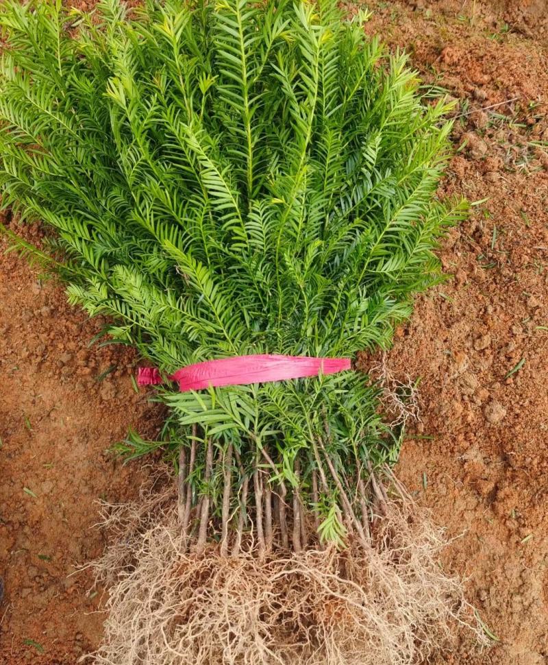江西红豆杉小苗，基地直发，庭院绿化大量供应一手货