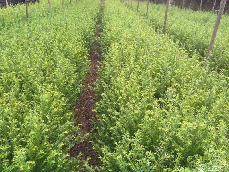 江西红豆杉小苗，基地直发，庭院绿化大量供应一手货