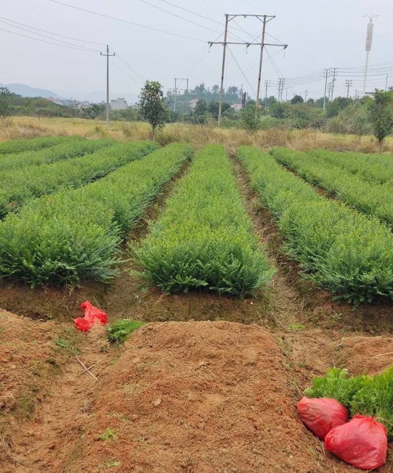 江西红豆杉小苗，基地直发，庭院绿化大量供应一手货