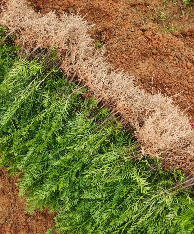 江西红豆杉小苗，基地直发，庭院绿化大量供应一手货