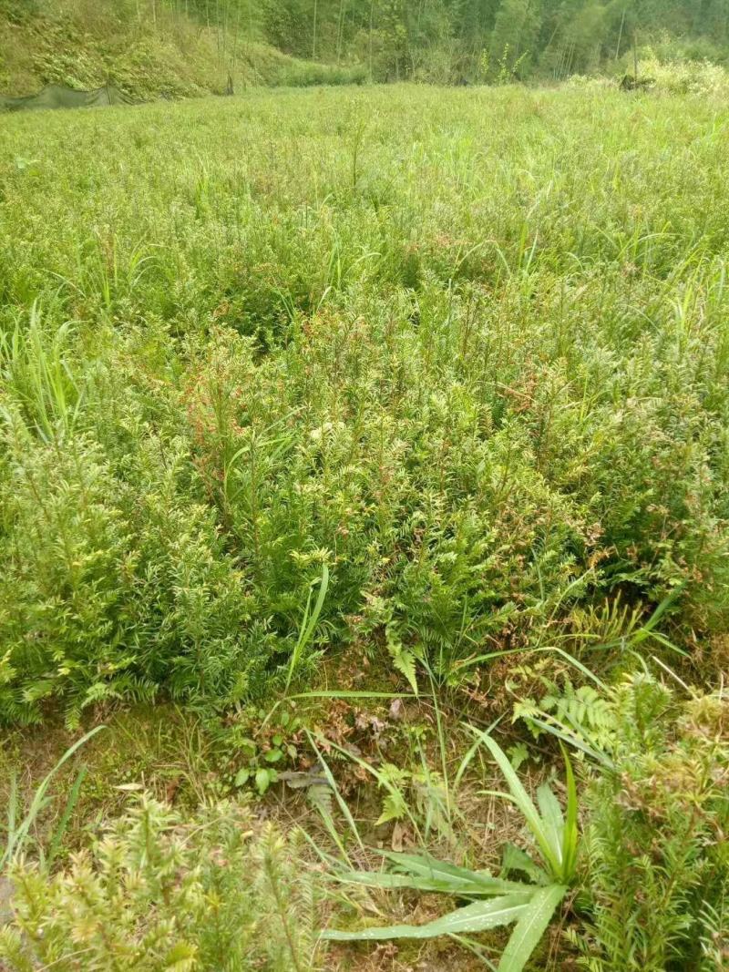 江西红豆杉小苗，基地直发，庭院绿化大量供应一手货