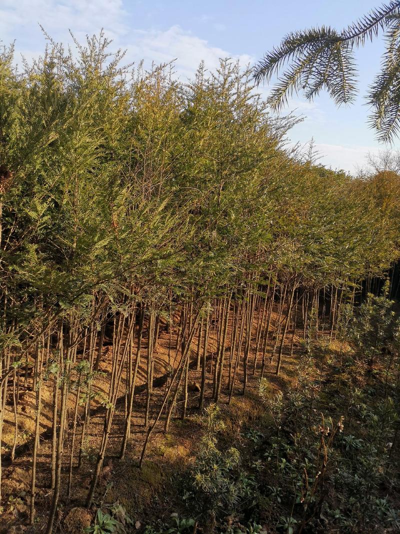 红豆杉苗批发，基地直发，量大从优，诚信经营欢迎致电