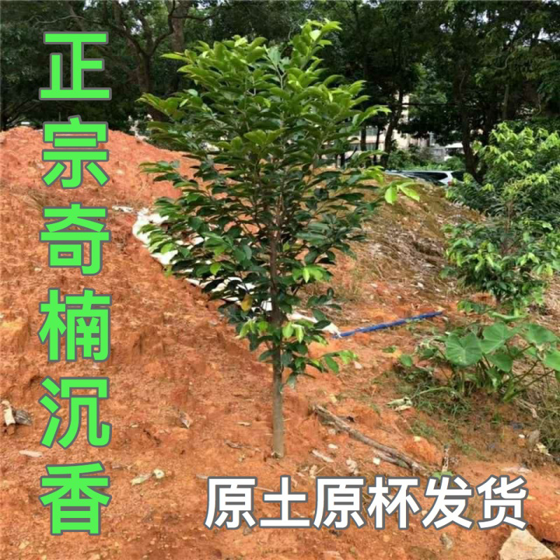 奇楠沉香越南沉香珍希名贵苗木南方北方种植