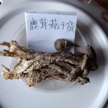 农民自种的鹿茸菇自晒干货，250克为—件包邮。