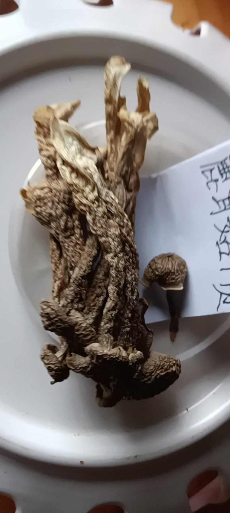 农民自种的鹿茸菇自晒干货，250克为—件包邮。