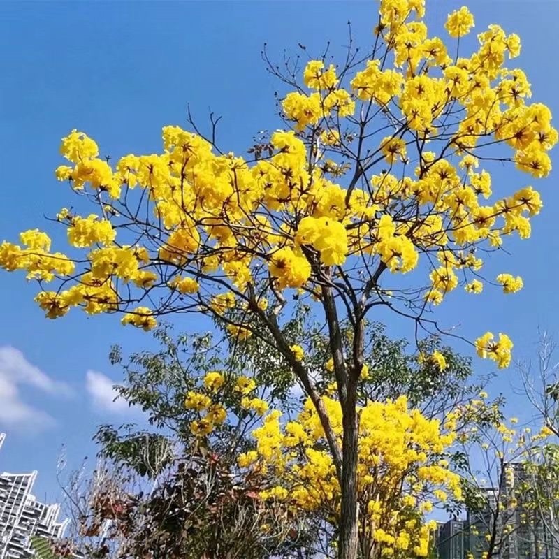 泰国黄风铃花黄紫花木苗盆栽地栽树苗多花绣球紫花