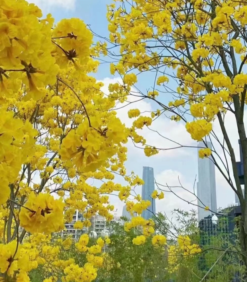 泰国黄风铃花黄紫花木苗盆栽地栽树苗多花绣球紫花