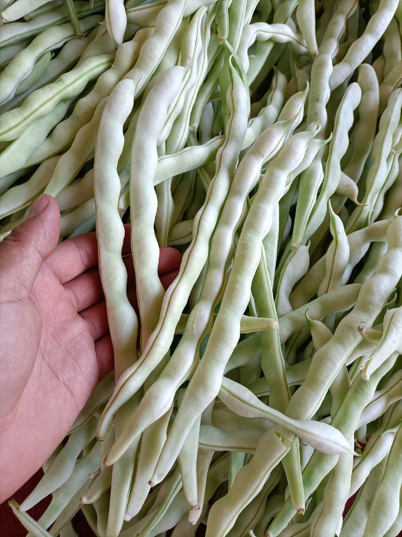 白不老。白芸豆，摘不败压爬架产量高颜色白口感鲜美欢迎采购