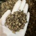 毛慈菇价格实惠欢迎采购质量保障量大从优
