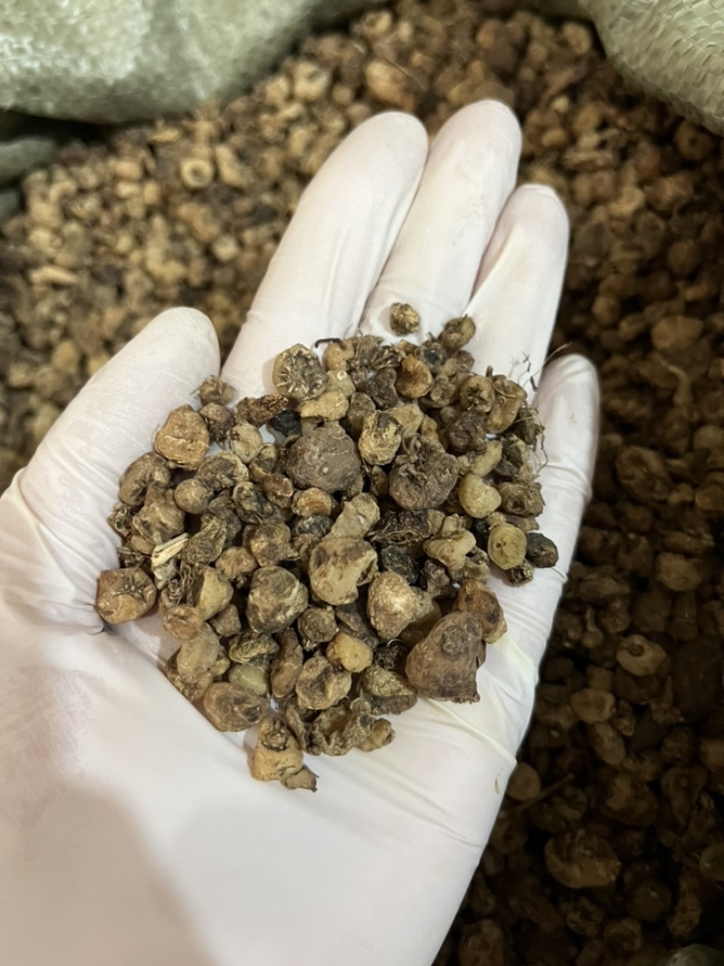 毛慈菇价格实惠欢迎采购质量保障量大从优