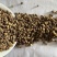 毛慈菇价格实惠欢迎采购质量保障量大从优