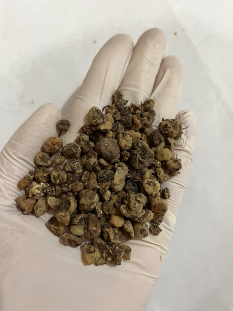 毛慈菇价格实惠欢迎采购质量保障量大从优
