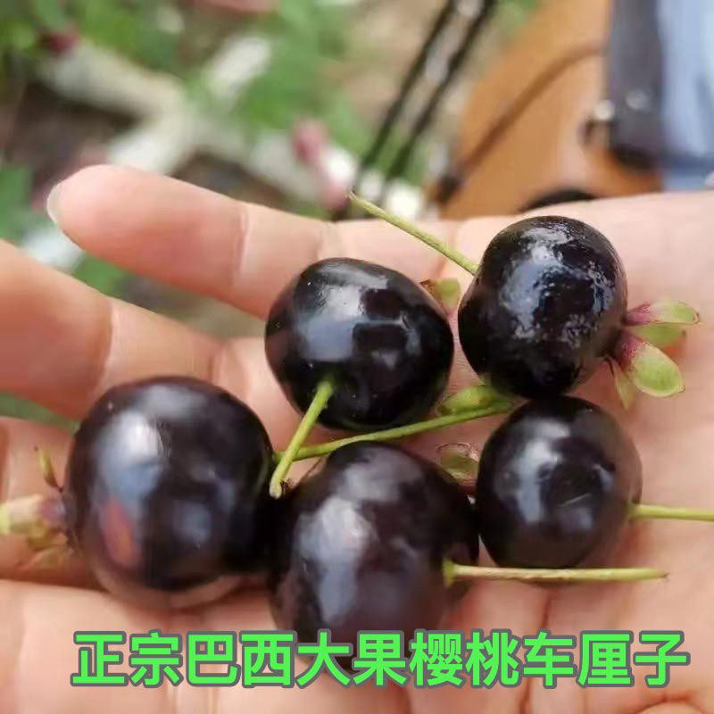 正宗巴西车厘子大果小果樱桃树苗南方北方种植