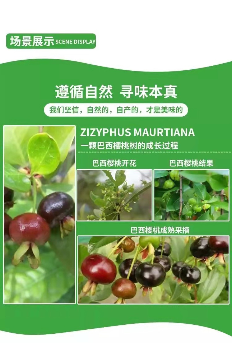 正宗巴西车厘子大果小果樱桃树苗南方北方种植