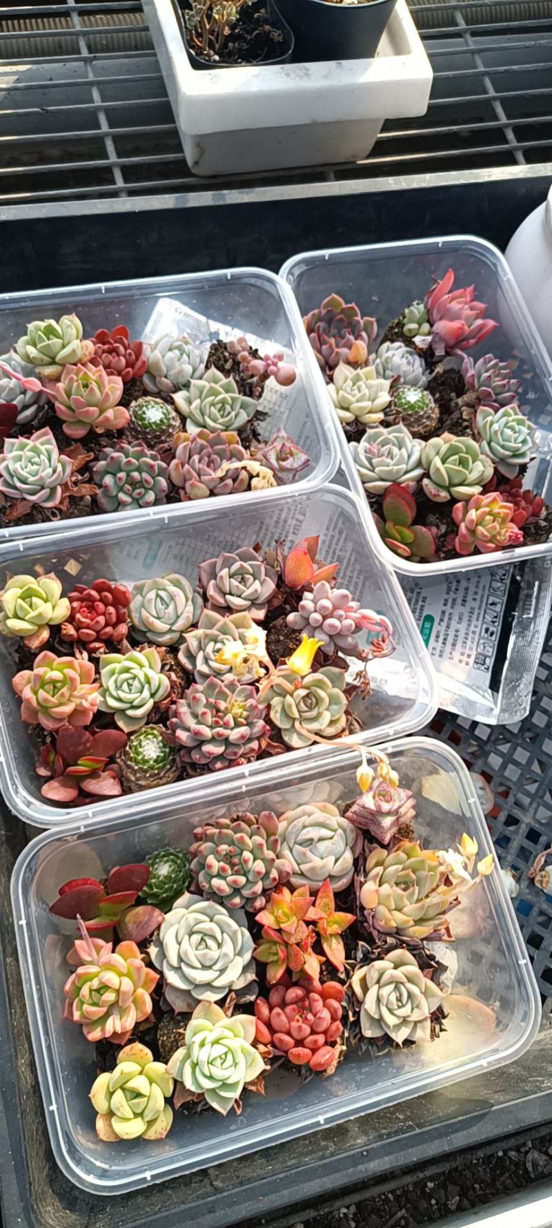 多肉植物20种直径2到4厘米控养2年健康强壮实拍图