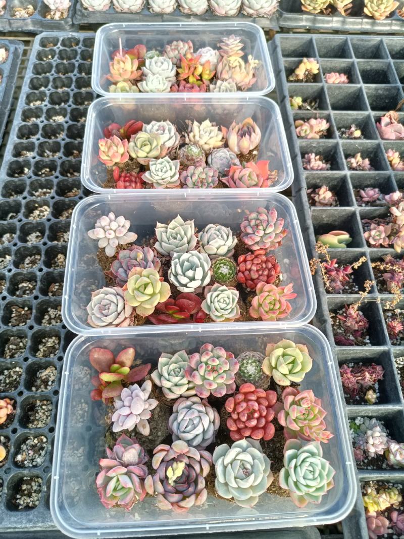 多肉植物20种直径2到4厘米控养2年健康强壮实拍图