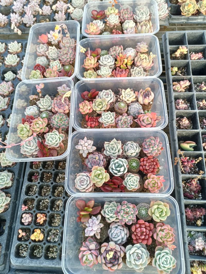 多肉植物20种直径2到4厘米控养2年健康强壮实拍图