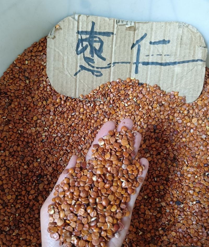枣仁统装500g理枣仁振兴药材购销站量大从优