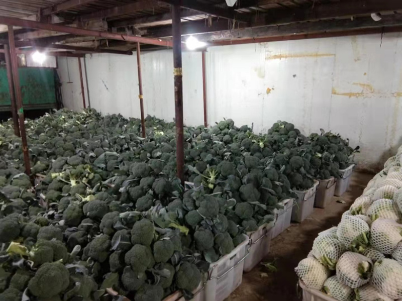 【精品】云南西兰花产地现货一手货源大量现货全国发货