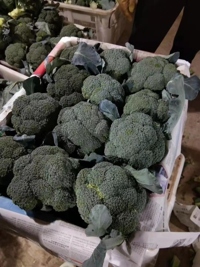 【精品】云南西兰花产地现货一手货源大量现货全国发货