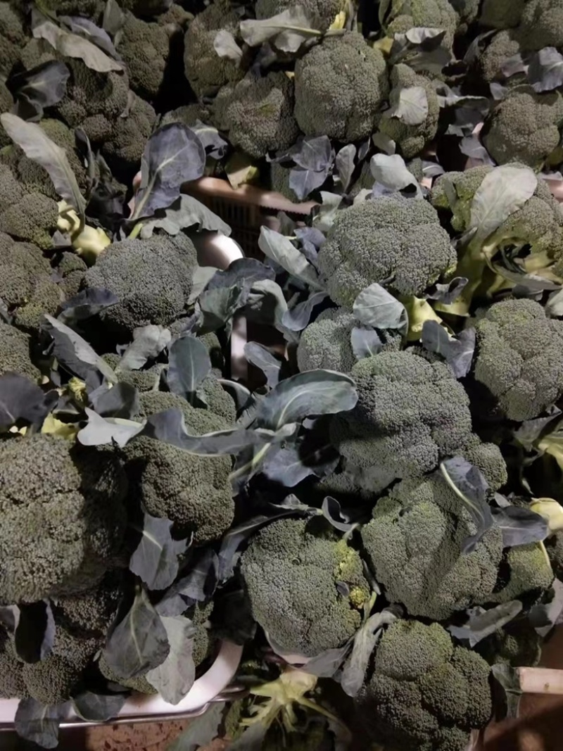 【精品】云南西兰花产地现货一手货源大量现货全国发货