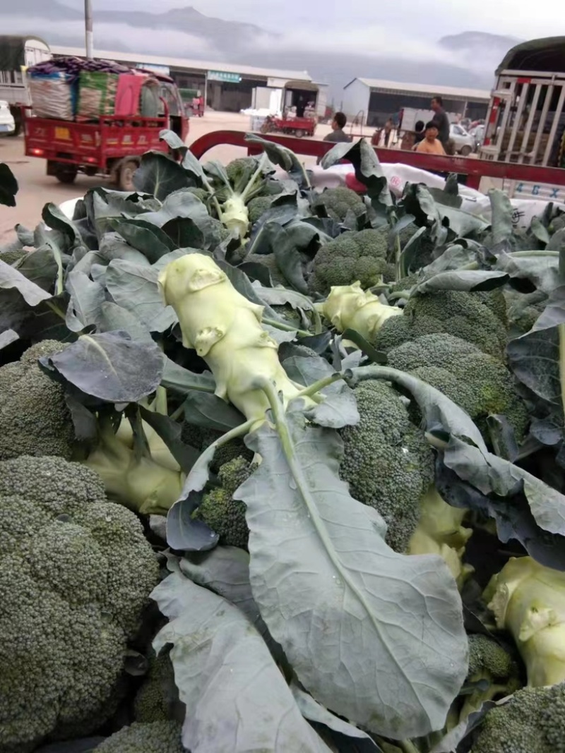 【精品】云南西兰花产地现货一手货源大量现货全国发货