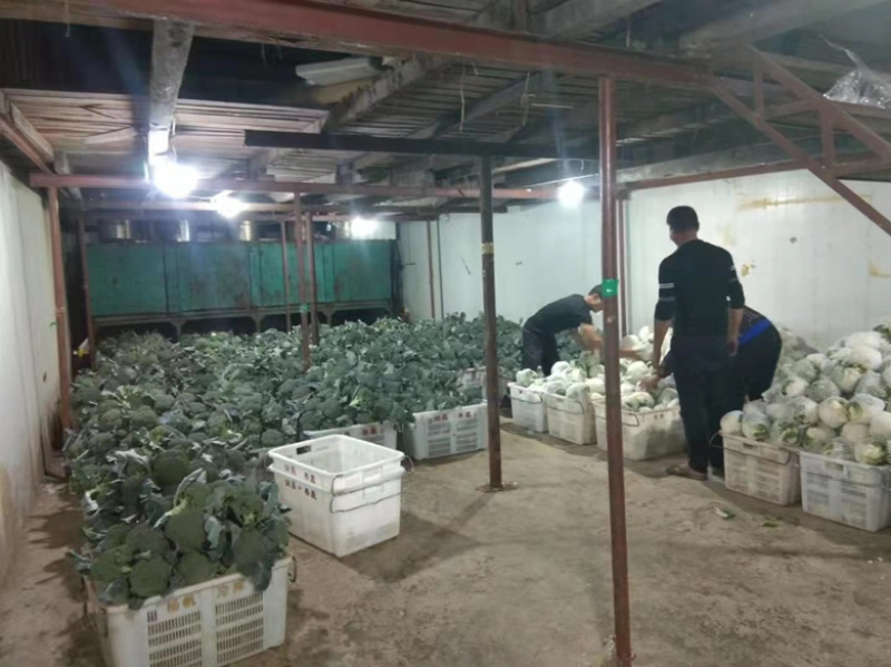 【精品】云南西兰花产地现货一手货源大量现货全国发货