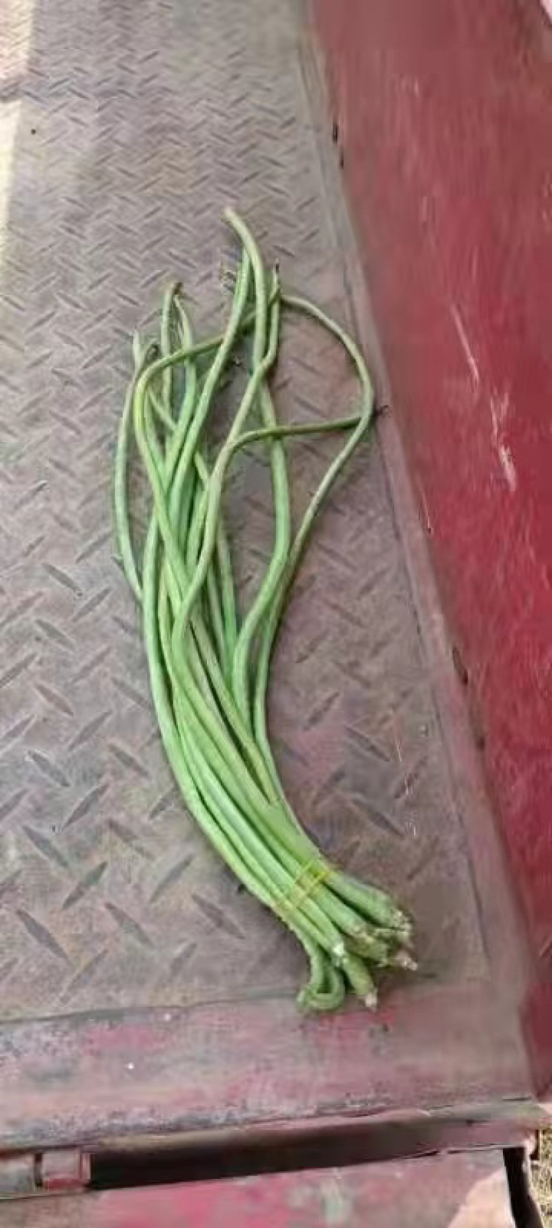 【精品】豆角长豆角一手货源基地直发全国发货欢迎联系