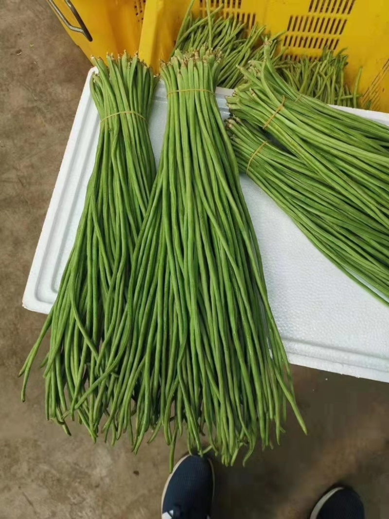 【精品】豆角长豆角一手货源基地直发全国发货欢迎联系