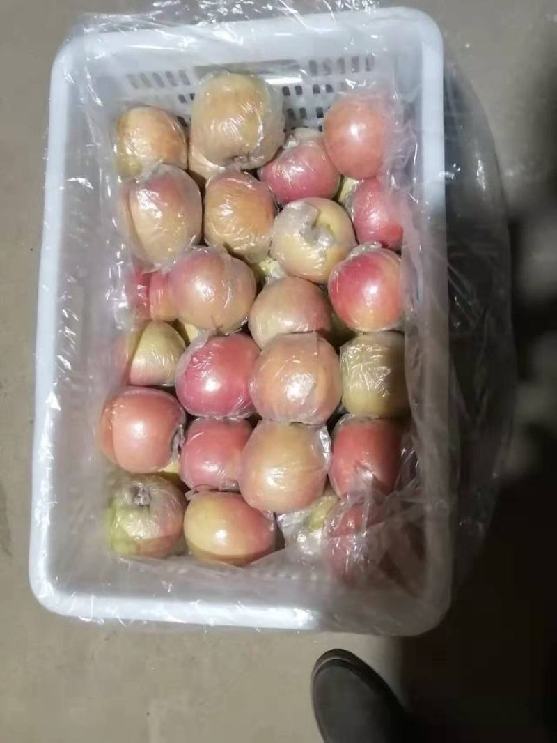 冠县苹果