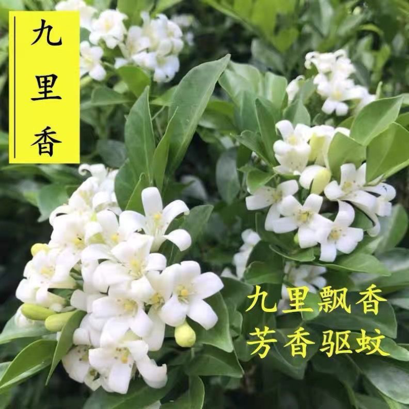 九里香树苗驱蚊草盆栽植物花卉植物室内外好养绿植