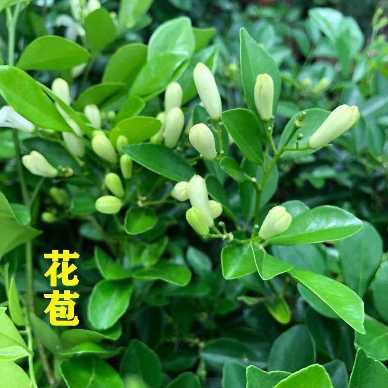 九里香树苗驱蚊草盆栽植物花卉植物室内外好养绿植