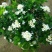 九里香树苗驱蚊草盆栽植物花卉植物室内外好养绿植