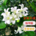 九里香树苗驱蚊草盆栽植物花卉植物室内外好养绿植