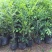 九里香树苗驱蚊草盆栽植物花卉植物室内外好养绿植