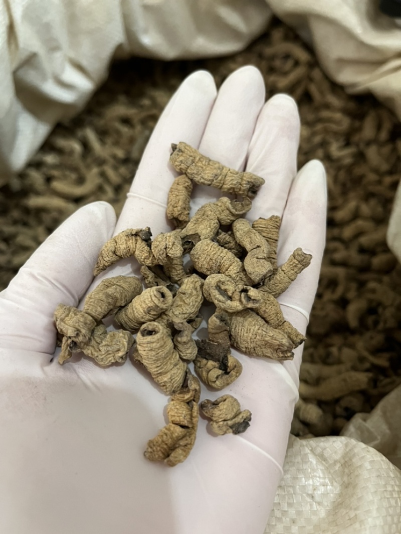 巴戟天抽芯干货大统装无泥沙大量批发产地直销