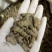 巴戟天抽芯干货大统装无泥沙大量批发产地直销
