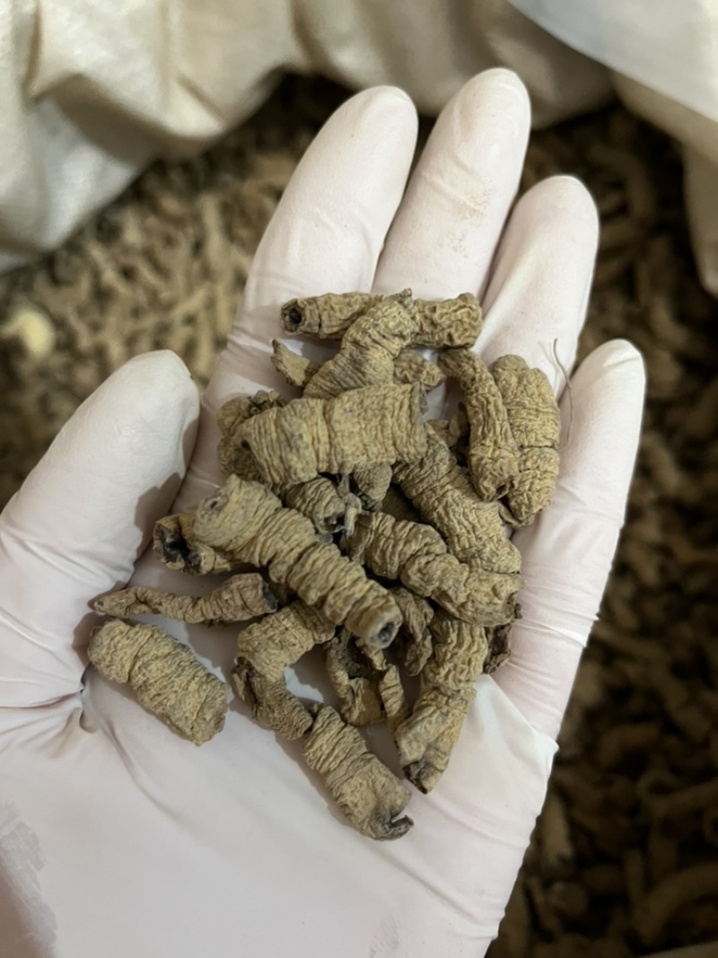 巴戟天抽芯干货大统装无泥沙大量批发产地直销