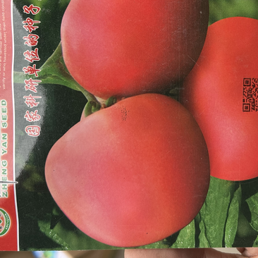 郑研耐热番茄越夏红种子肉厚耐贮运西红柿种子