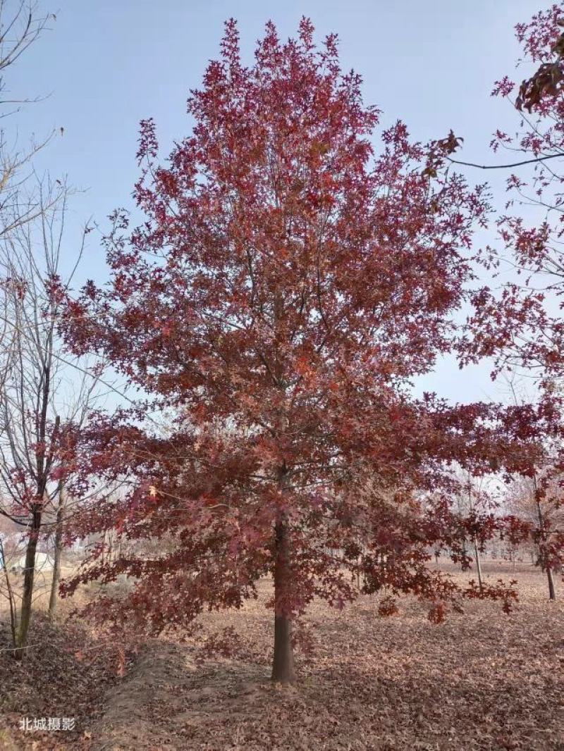 美国红枫红冠红点枫秋火焰5cm～25cm规格齐全量大优惠