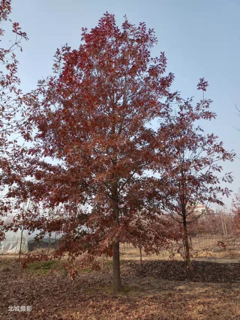 美国红枫红冠红点枫秋火焰5cm～25cm规格齐全量大优惠