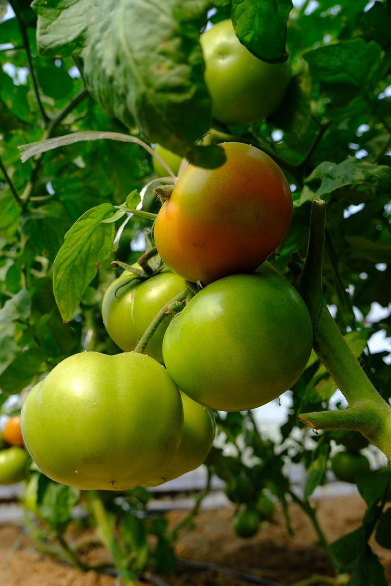 郑研耐热番茄越夏红种子肉厚耐贮运西红柿种子