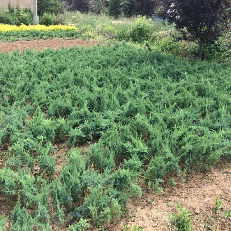 迎客松地柏铺地柏造型盆景庭院松树柏树地栽绿植木树苗包成活