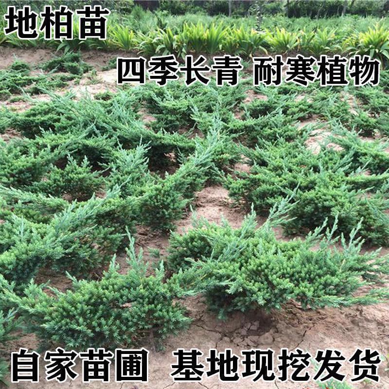 迎客松地柏铺地柏造型盆景庭院松树柏树地栽绿植木树苗包成活