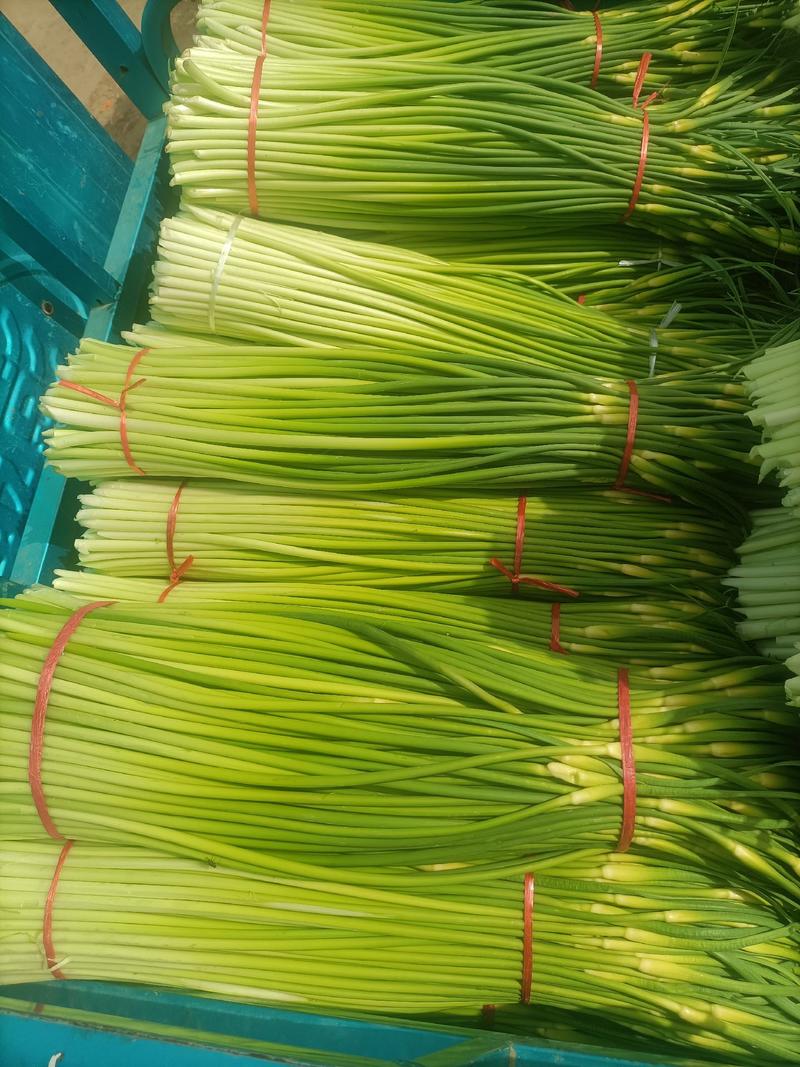 安徽蒜苔已经大量上市欢迎新老客户前来购买