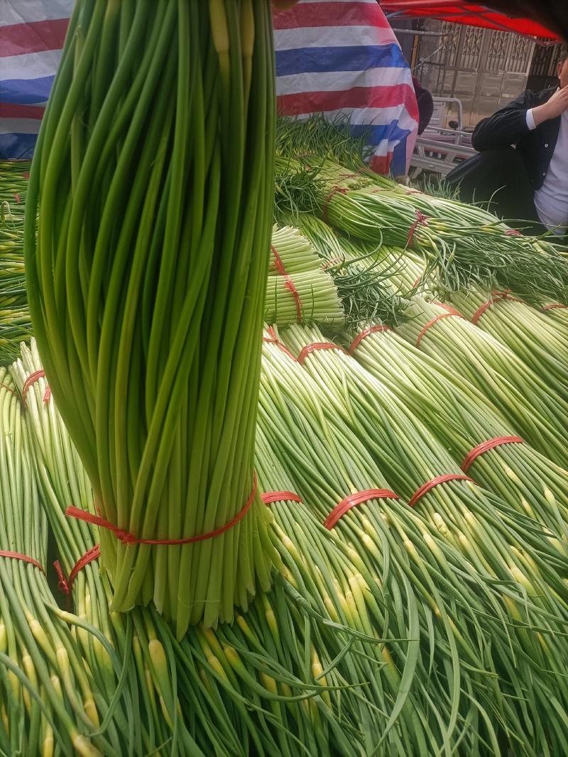 安徽蒜苔已经大量上市欢迎新老客户前来购买