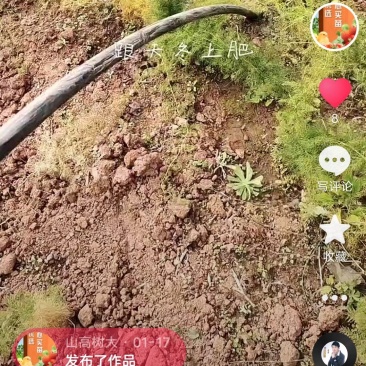 内江双桥镇卖内江天冬