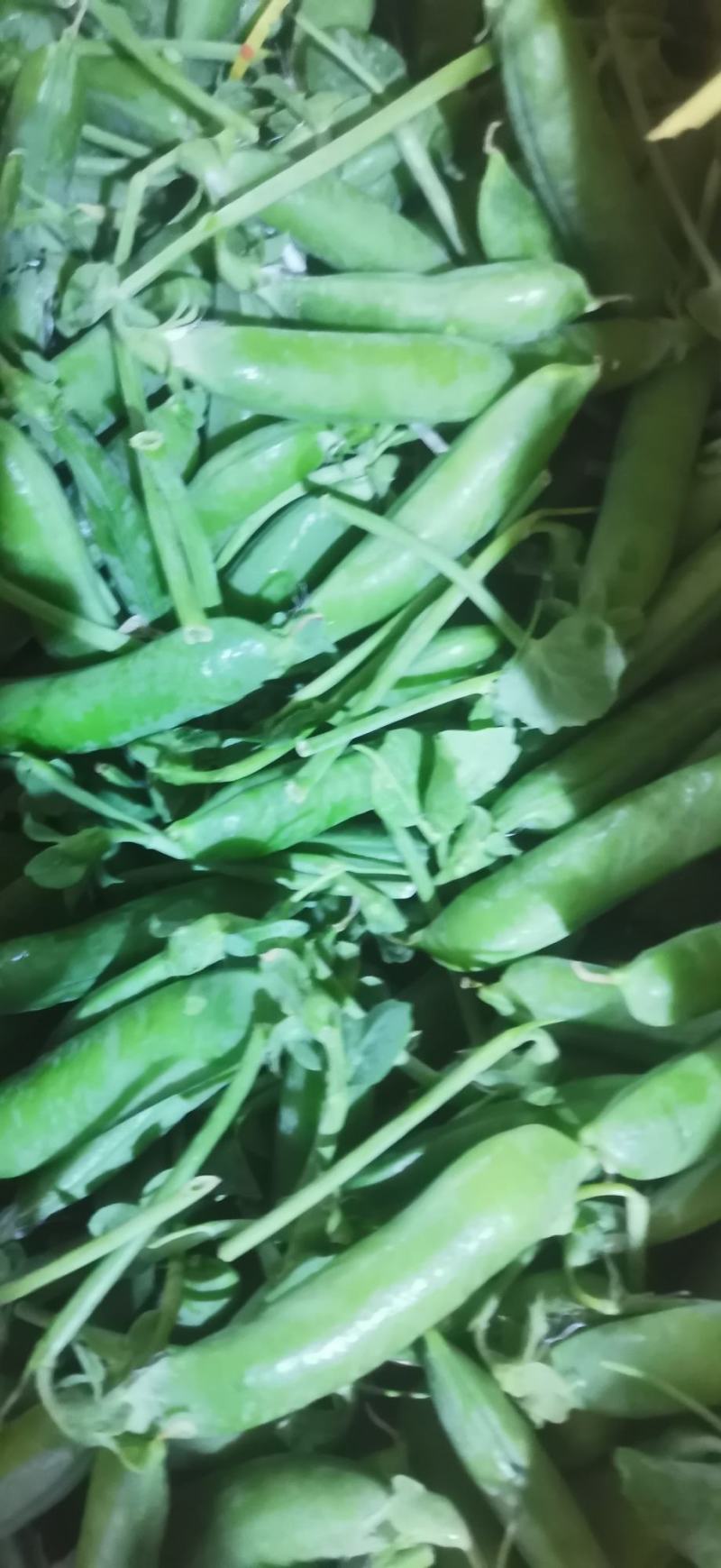 长寿仁豌豆