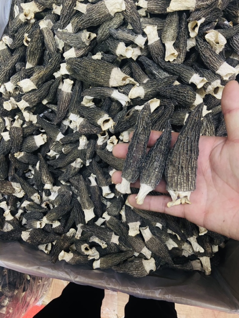 2022羊肚菌新货价格下降质量好头茬