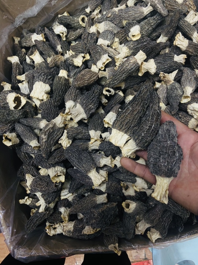 2022羊肚菌新货价格下降质量好头茬